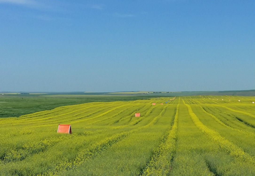 Hybrid canola production field