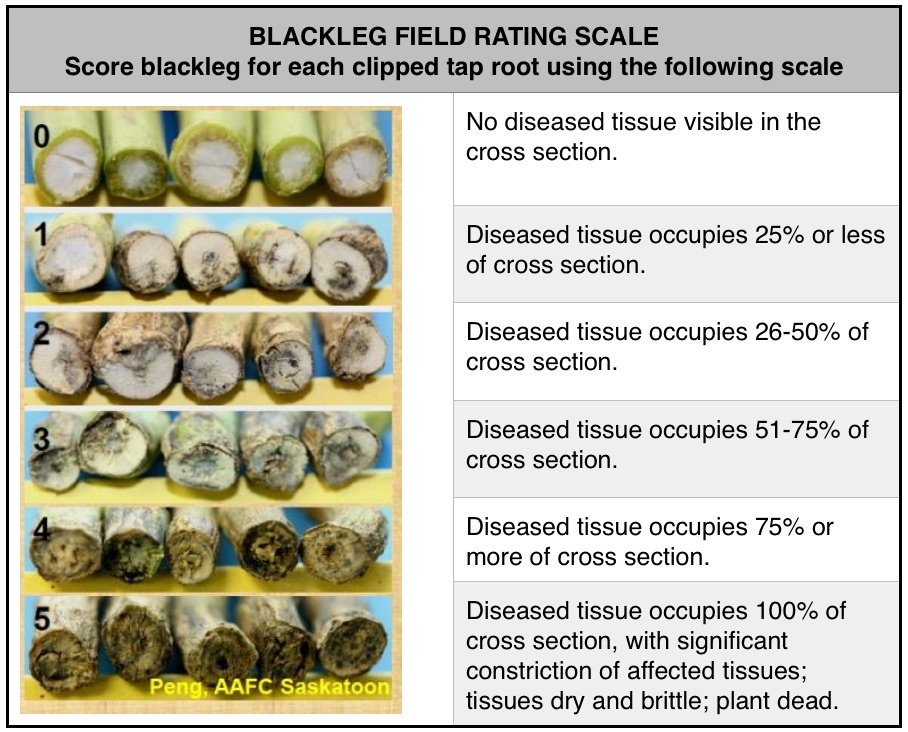 Blackleg-field-rating-scale.jpg