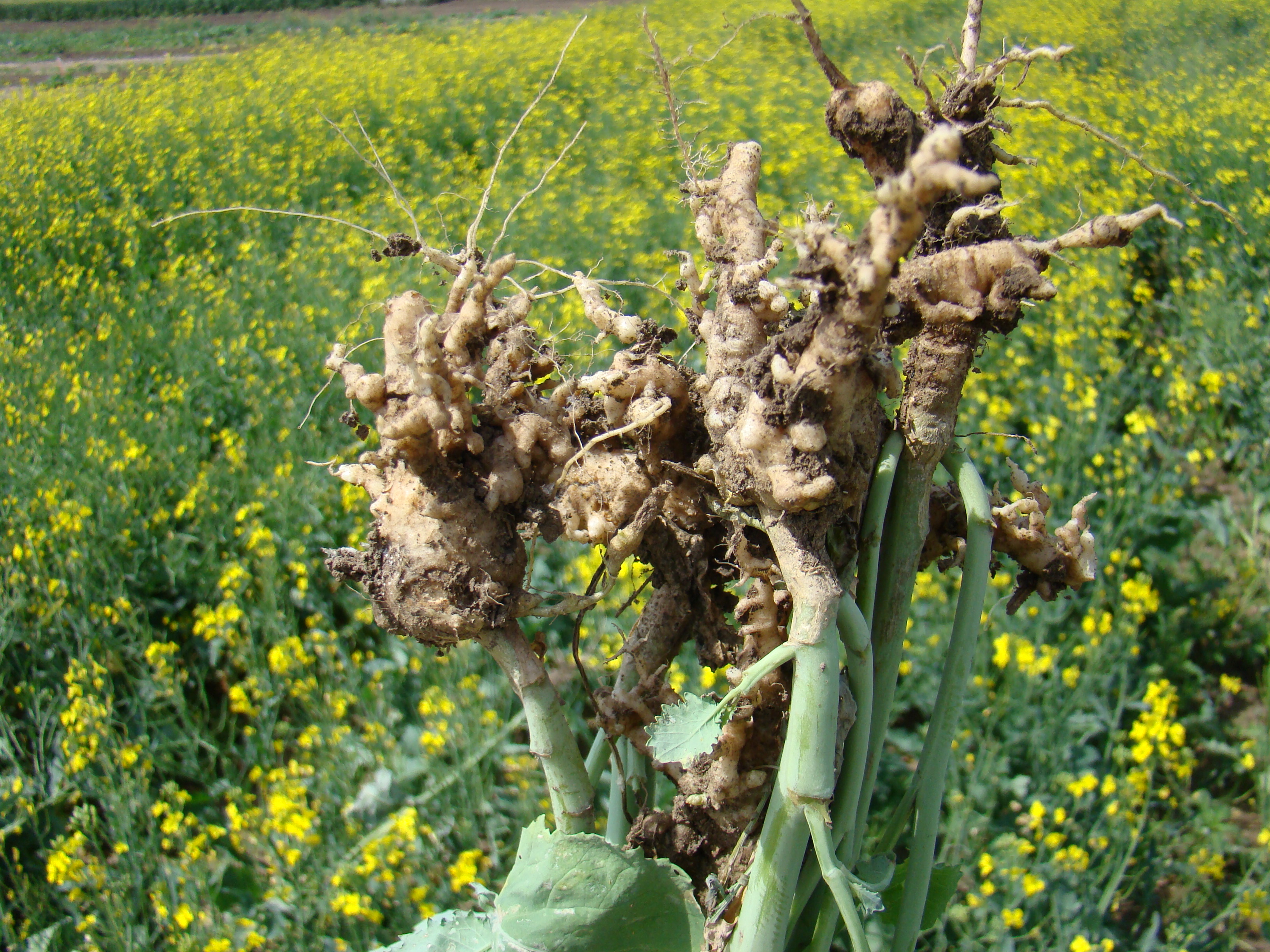Clubroot in canola