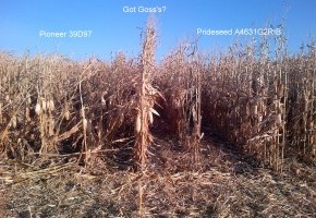 Gosss_Wilt_39D97_vs._4631.jpg