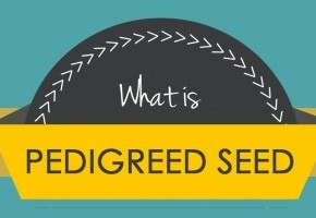Pedigreed_Seed-Feature.jpg