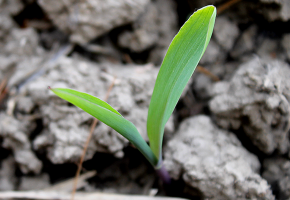cropped-corn-first-leaf.PNG