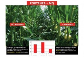 fortenza graphic.jpg