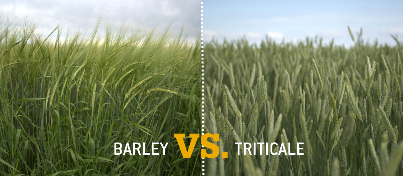 Barley_vs_Triticale.png
