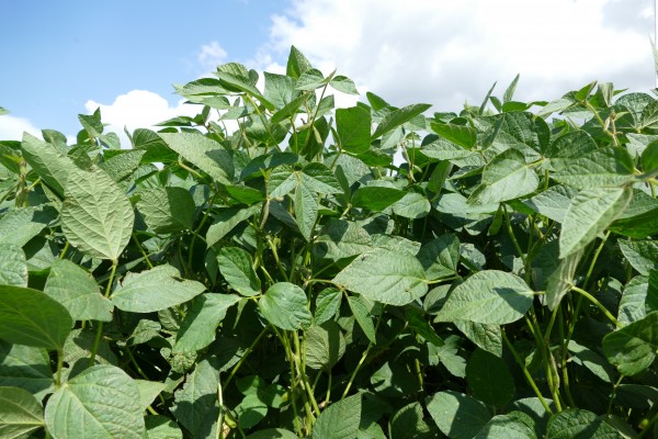 soybean yields estimate canterra seeds