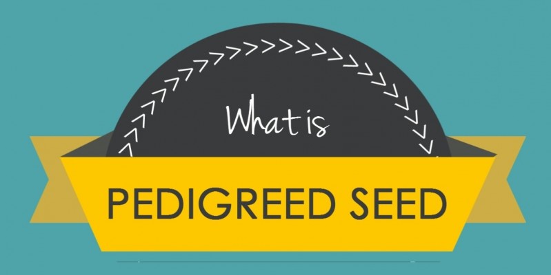 Pedigreed_Seed-Feature.jpg