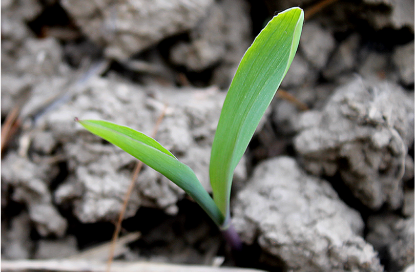 cropped-corn-first-leaf.PNG