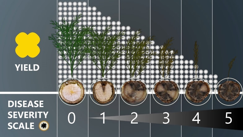 Canola Yield Disease Severity Scale