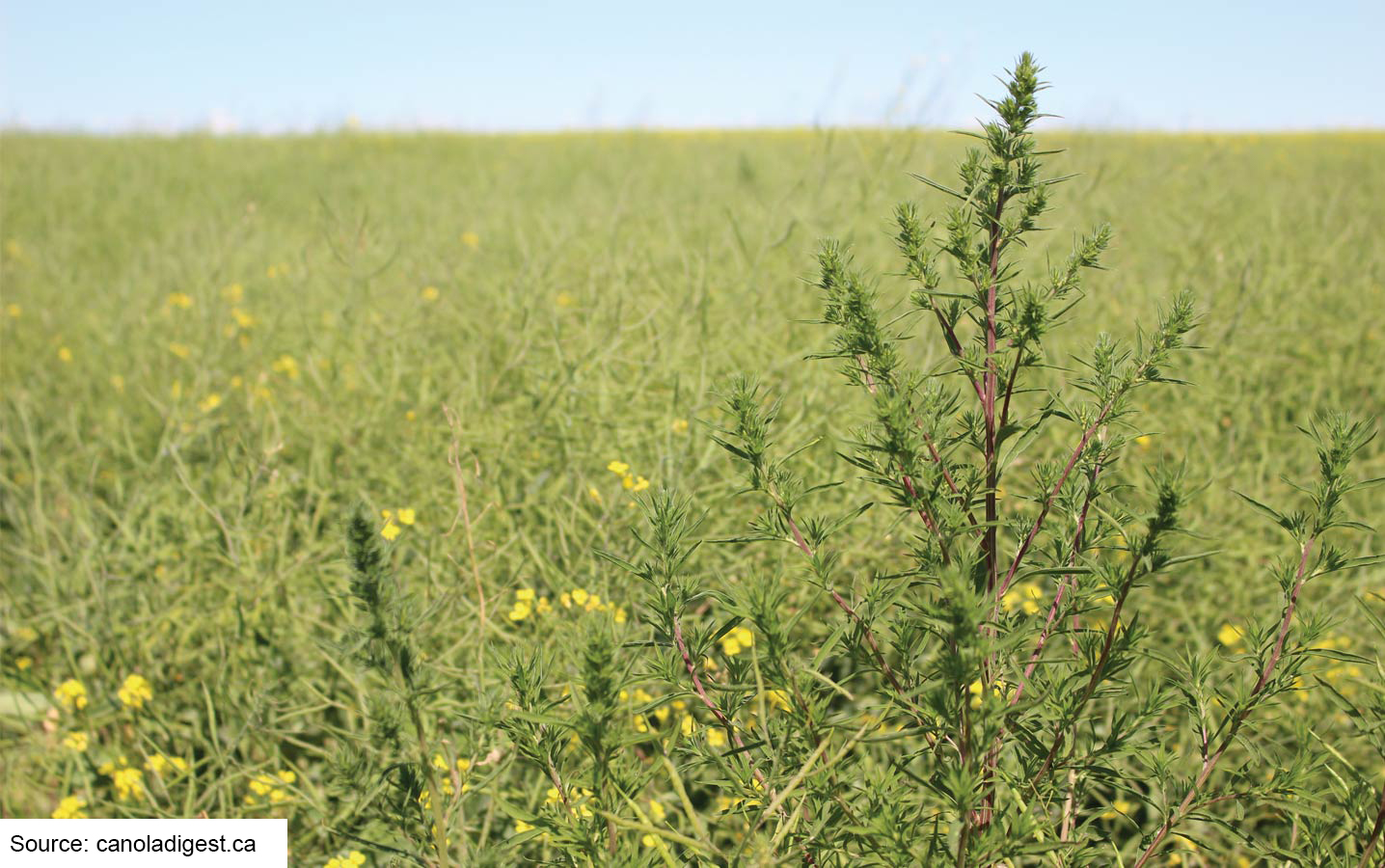 kochia-canola