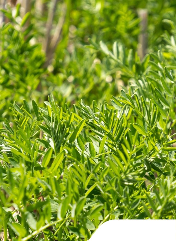 Picture_lentil.jpg