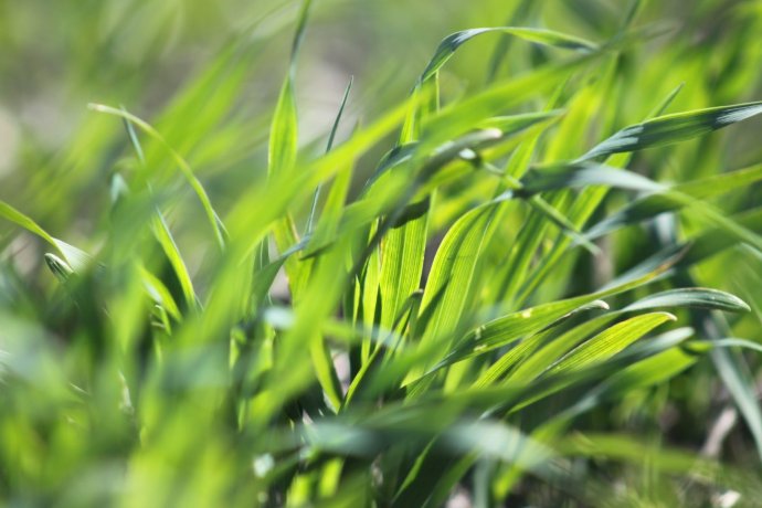 Smallwheat-1536x1024-AACRedberry.jpg
